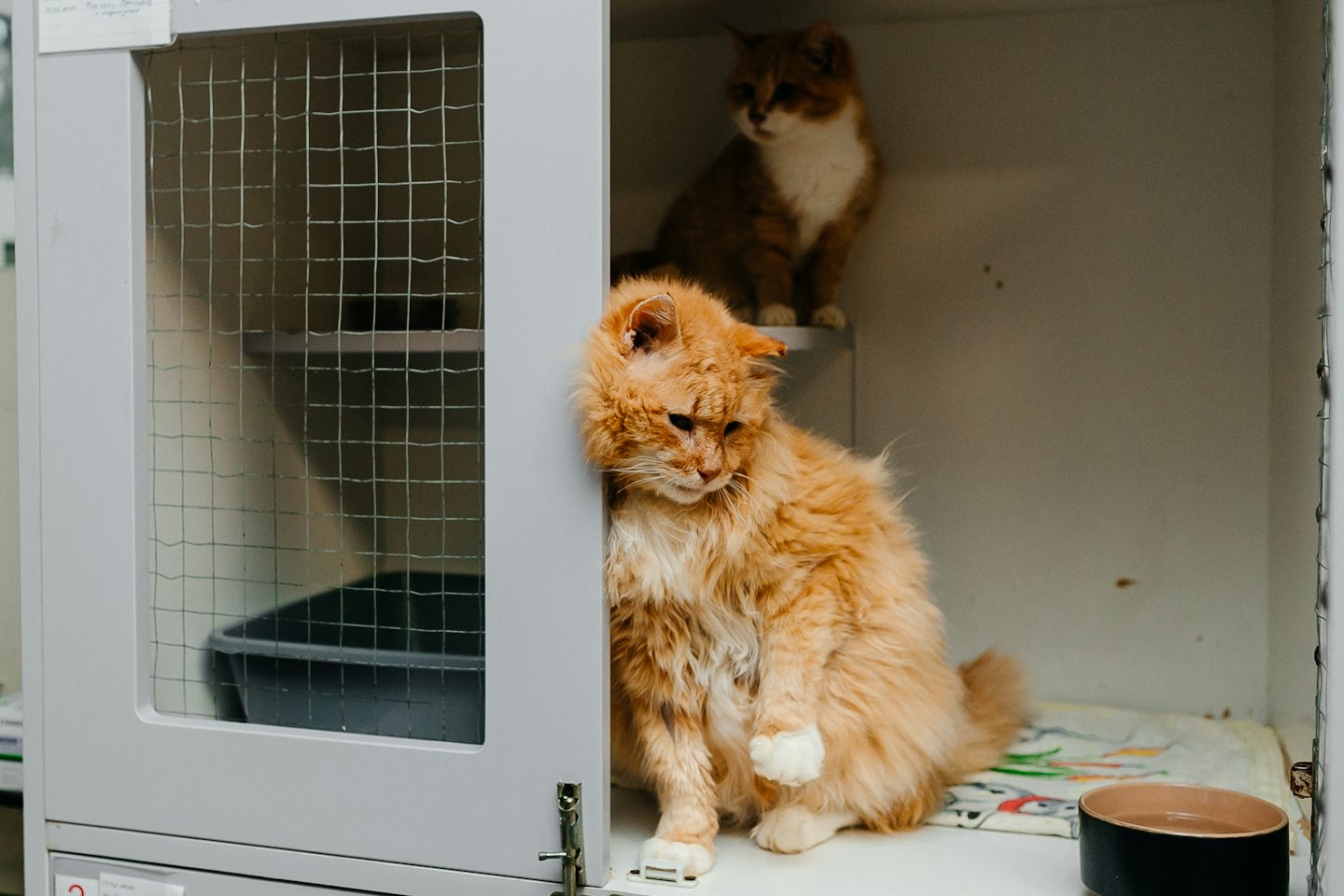 Zwei Katzen sitzen in ihren Metallkäfigen in einem Tierheim.