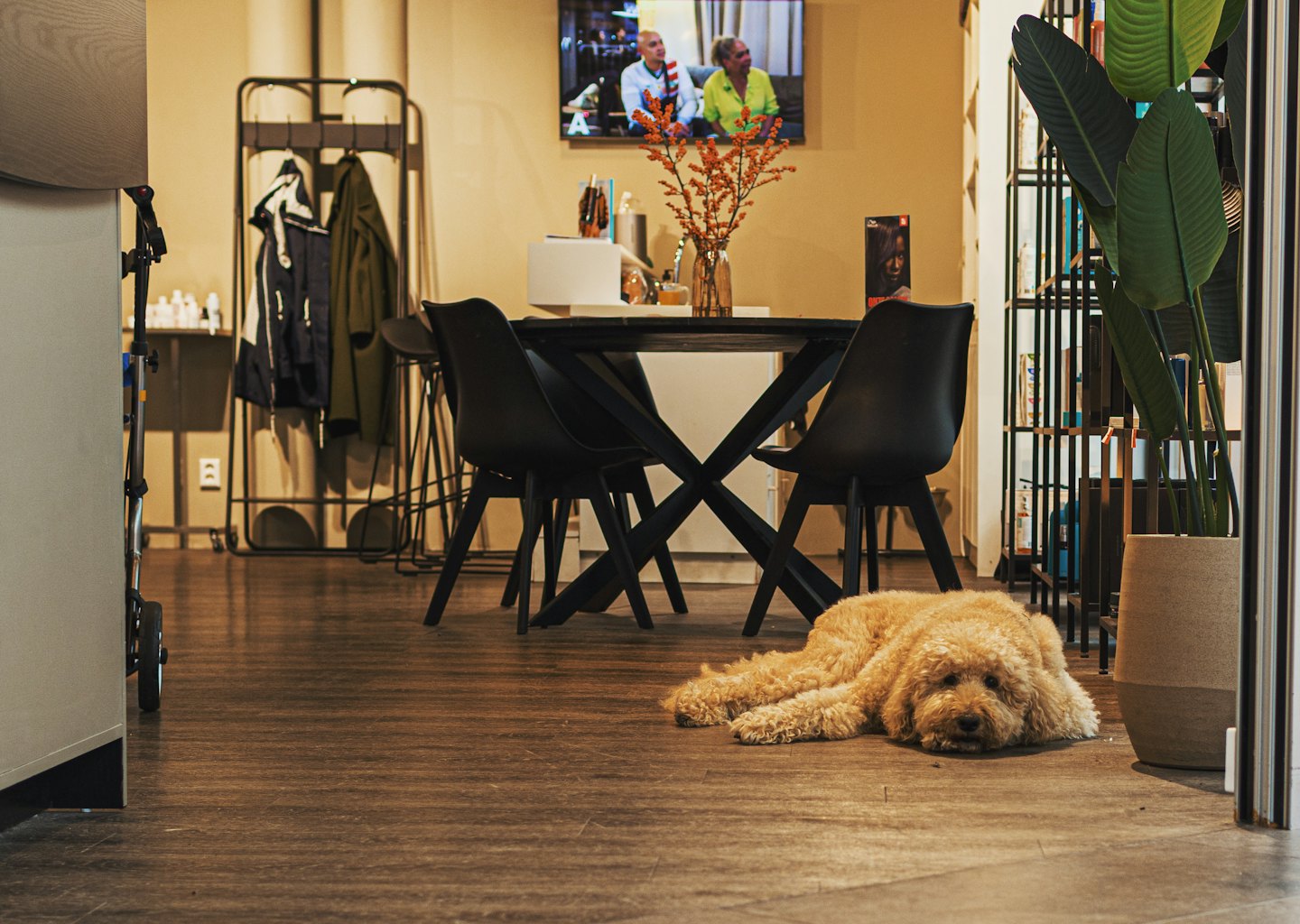Ein flauschiger, hellbrauner Hund ruht auf einem dunklen Holzboden.
