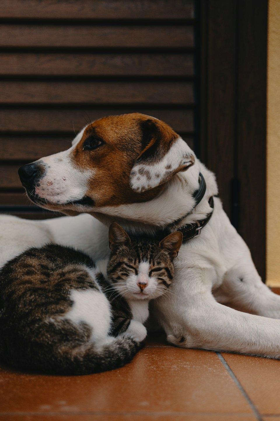 Eine getigerte Katze kuschelt sich an einen großen Hund.