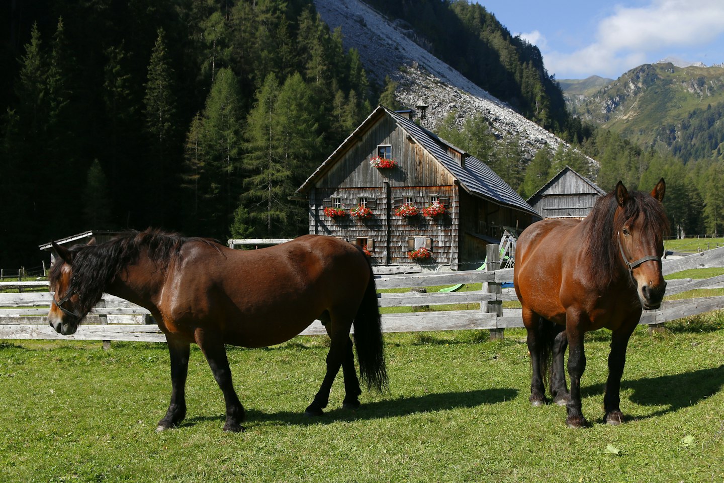 Zwei Pferde stehen auf einer grünen Koppel in der Nähe von Berghütten.
