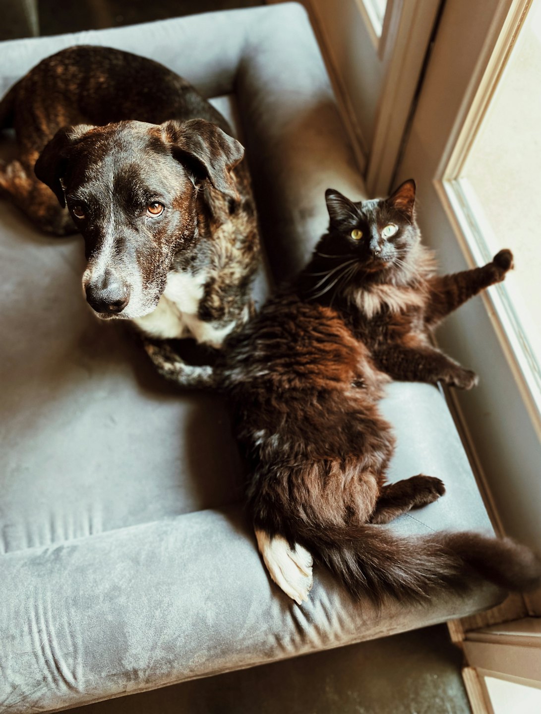 Ein getigerter Hund und eine schwarzbraune Katze schlafen auf einem grauen Haustierbett.